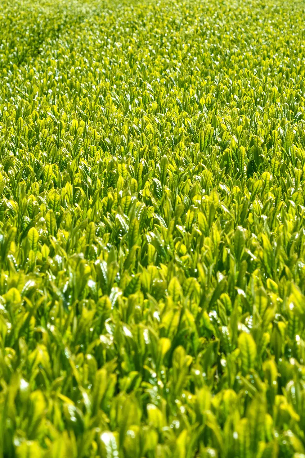 SOU・SOUの御中元 | お世話になった方へ、SOU・SOU夏の贈りもの