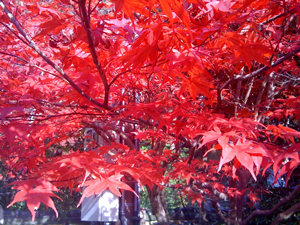 紅葉　赤.jpg