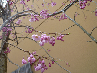 20120401-1000644.jpg