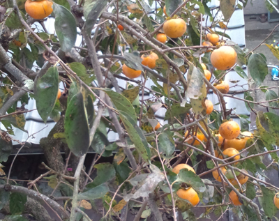 20131128-DSC_1070.jpg