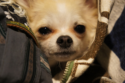 20110526-DSC03319.jpg
