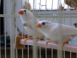 20110702-kinnkatyou.jpg
