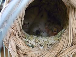 20110702-su.jpg