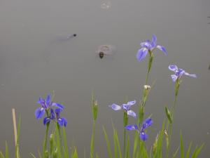 20120621-P5201424_convert_20120621221224.jpg