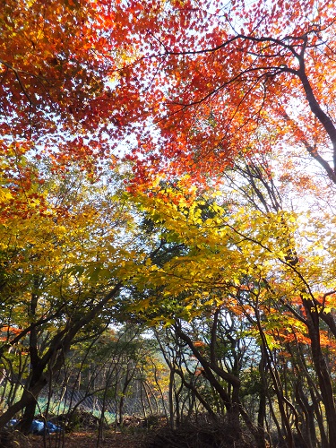 20131217-yamakado6.jpg