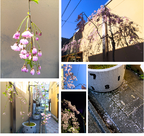20140413-sakura.jpg
