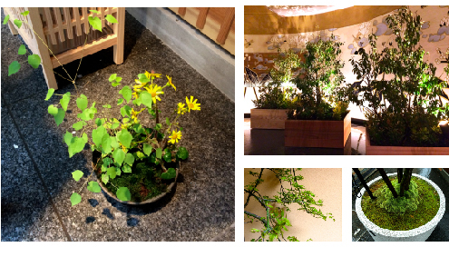 20140413-zaifu.jpg