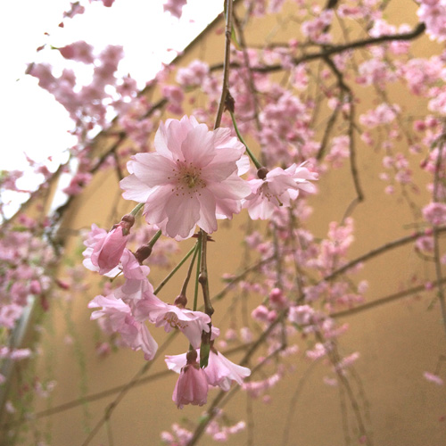 20150420-IMG_0850.JPG