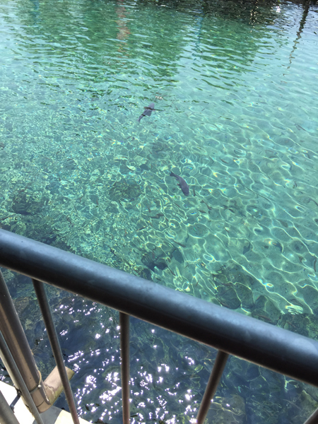 20150824-IMG_2415.jpg