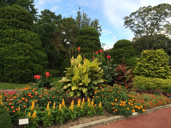 20150920-syokubutu2.JPG