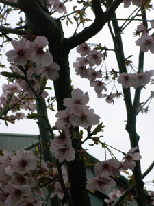 20110406-R0013231.JPG