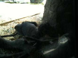 20120701-gori.jpg