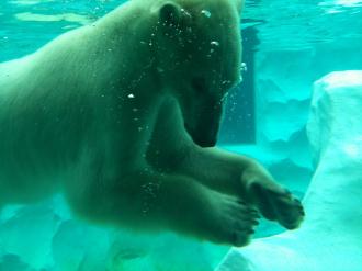 20120701-kuma.jpg