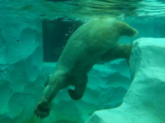 20120701-kuma2.jpg