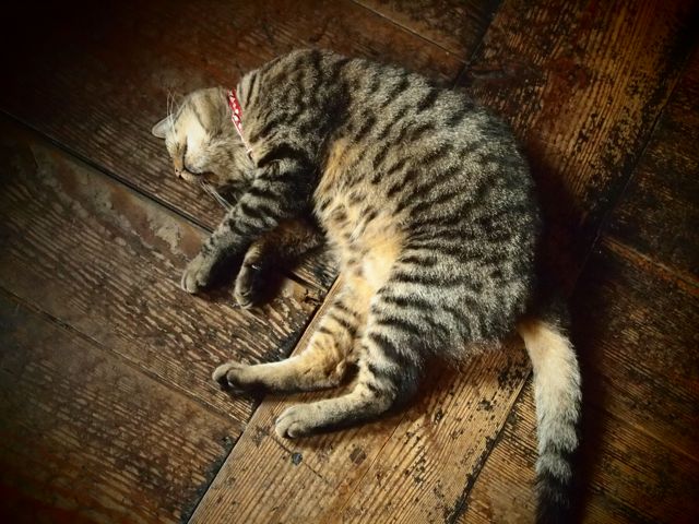 20101219-neko.jpg