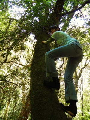 20110818-kinobori.jpg