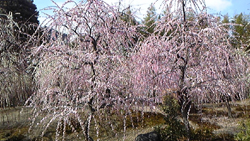 20110316-110314_141617.jpg