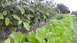 20111013-111013_072756.jpg
