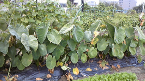 20111013-111013_072837.jpg