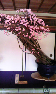 20120218-bonbai2.jpg