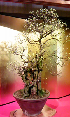 20120218-bonbai3.jpg