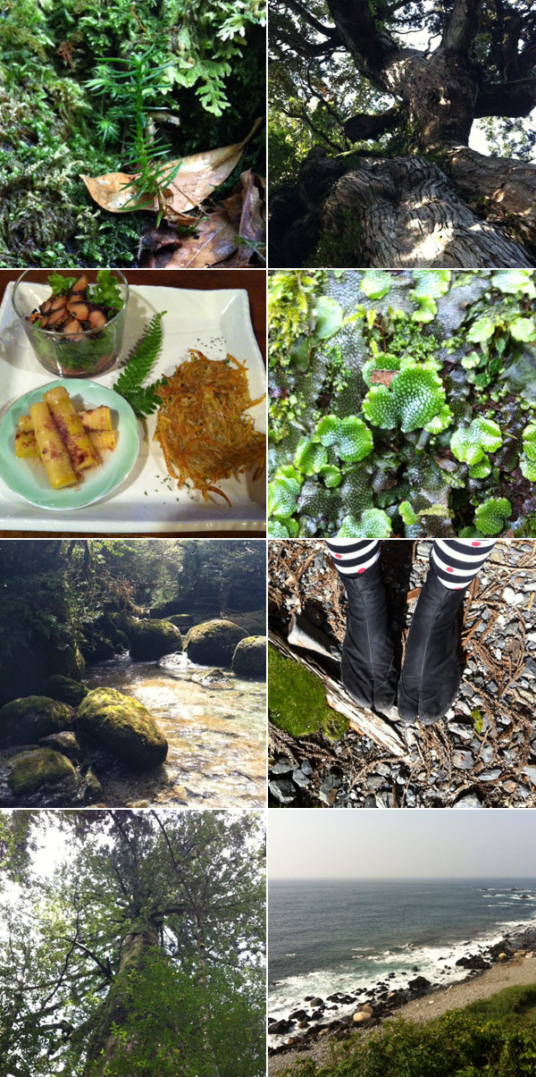 20120425-yakushima02.jpg