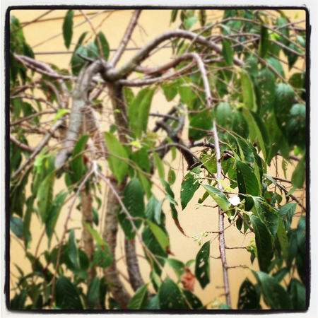 20130913-sakura_.jpg