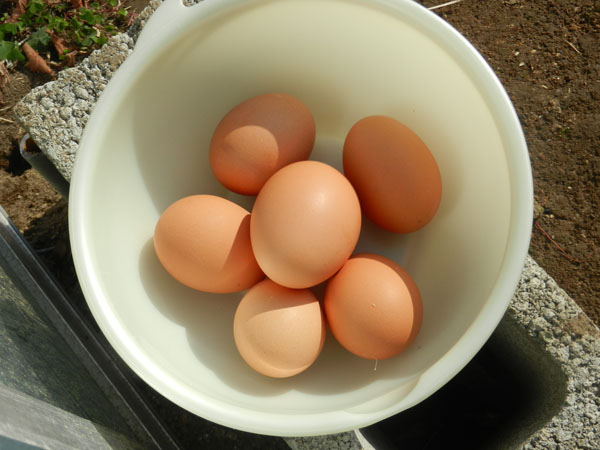 20150111-tamago.jpg