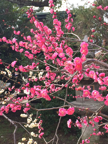 20150224-ume2.jpg