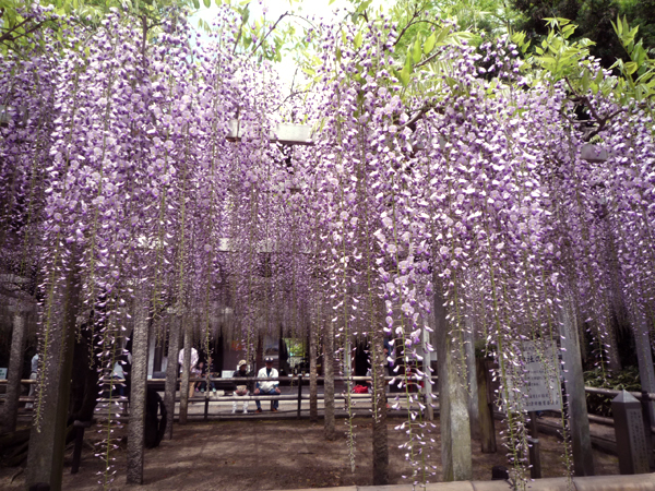 20150429-NI0513_1.JPG