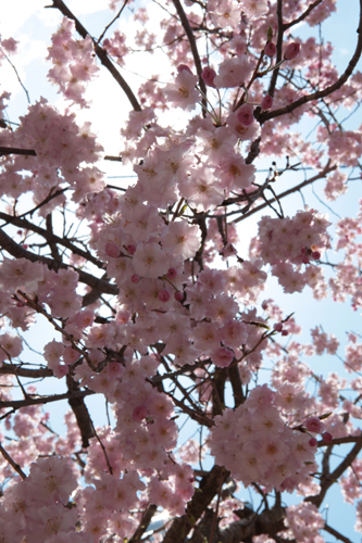 20120407-IMG_6527.JPG