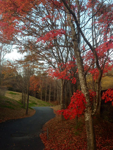 20131108-003.JPG