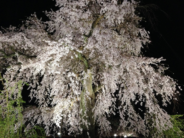 20140407-sakura.jpg