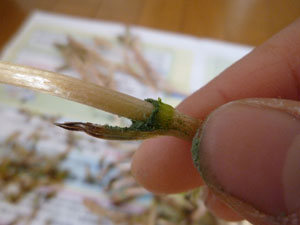 20120424-P1020423.jpg