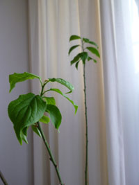 20120424-P1020424.jpg