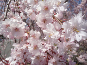 20120430-kurosawa.jpg