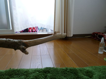 20120711-umafirst.jpg
