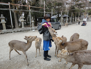20130228-sika2.jpg