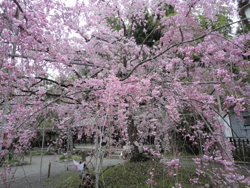 20130412-sakura20132.jpg