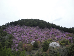 20130412-takao.jpg
