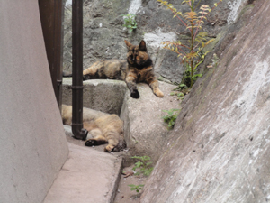 20130730-neco2.jpg