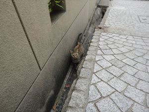 20130730-neco5.jpg