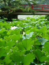 20130901-hasu2.jpg