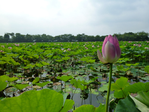 20130901-hasuike.jpg