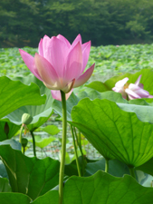 20130901-hasukirei.jpg