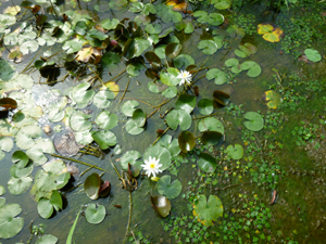 20130901-hasuminamo.jpg