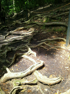 20130901-nekkochikaraduyoi.jpg