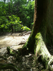 20130901-nekkomidori.jpg