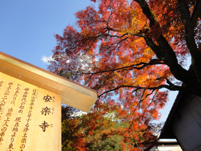 20131122-momiji.jpg