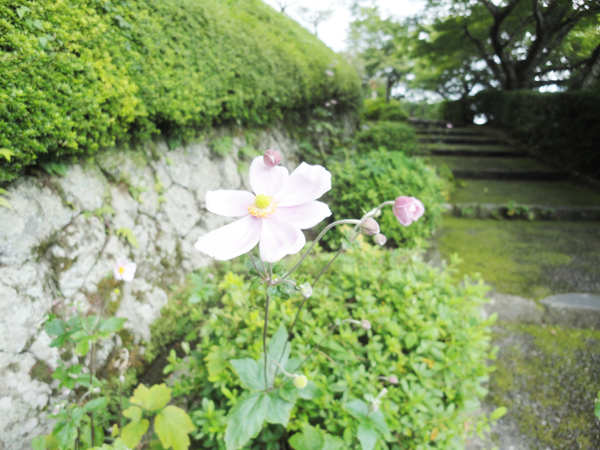 20140921-syuu2.jpg